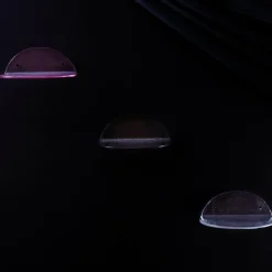 pulpo Blash Small Wandregal| Regale