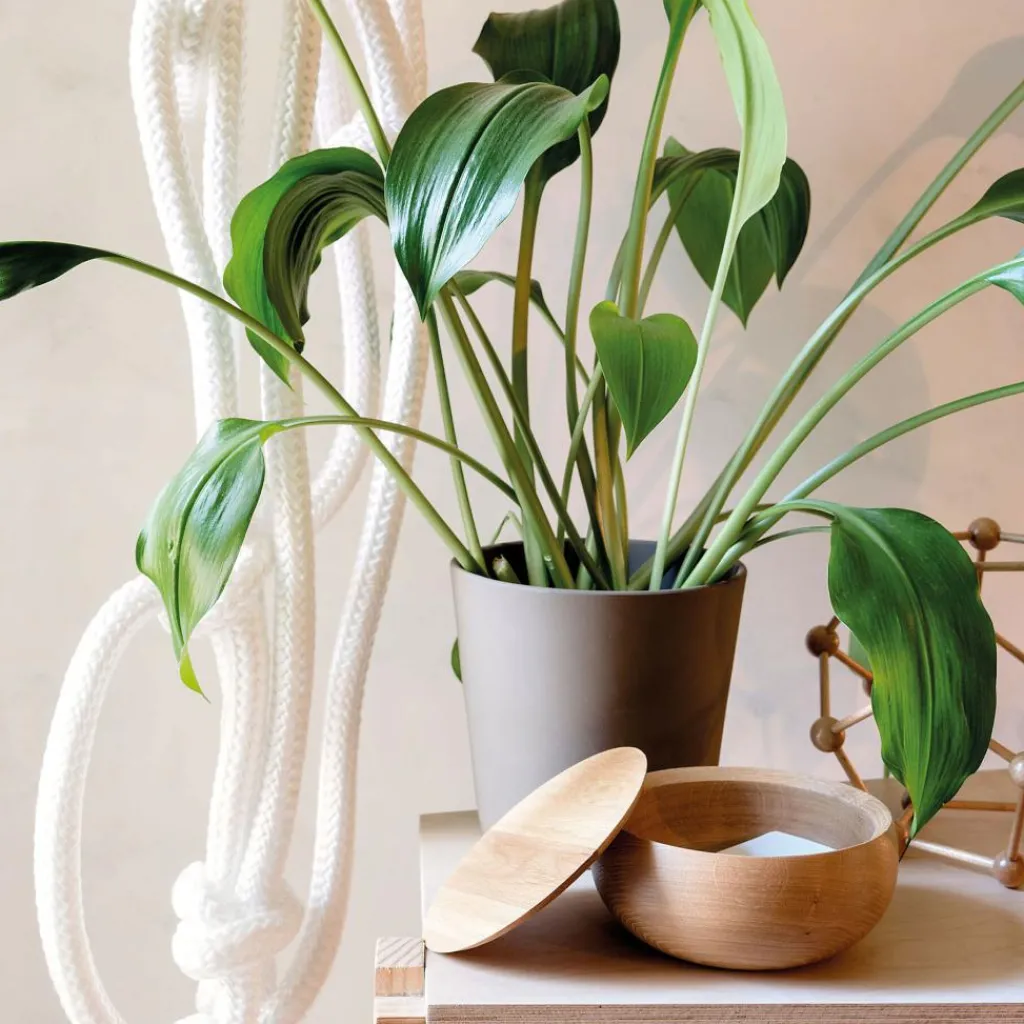 Schönbuch Bowl Schale Ø 17cm| Schmuckaufbewahrung