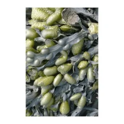 Teppiche^Moooi Carpets Sea Weed Teppich 200x300cm